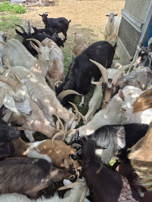 Țapi, capre și iezi de vanzare Racaciuni • OLX.ro