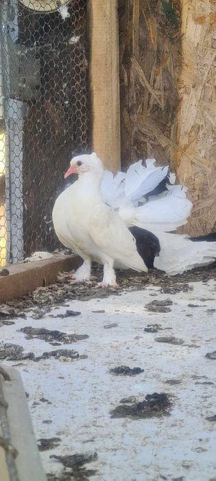 Porumbei Curcani/voltati