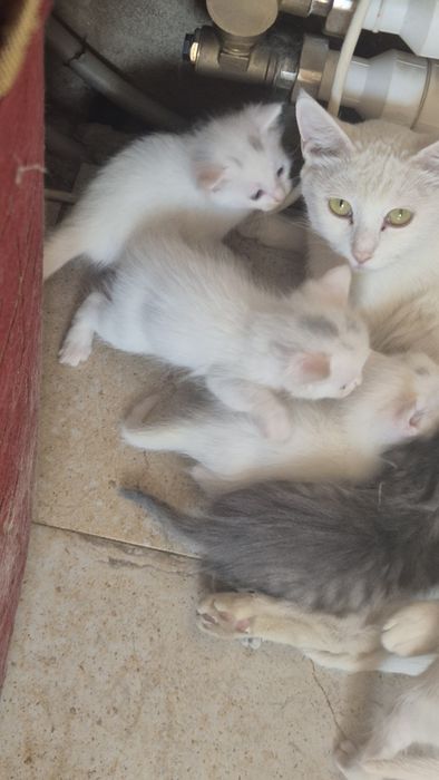 Котята бесплатно