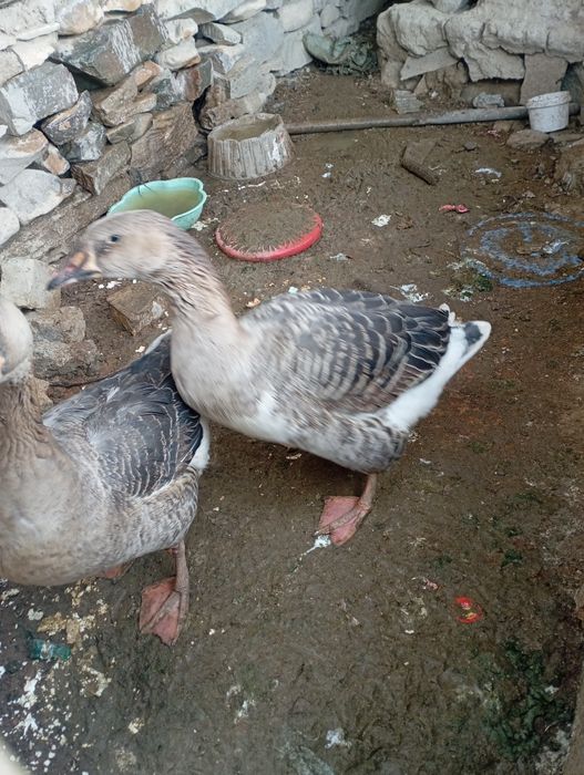 Гуси 1 год месистые