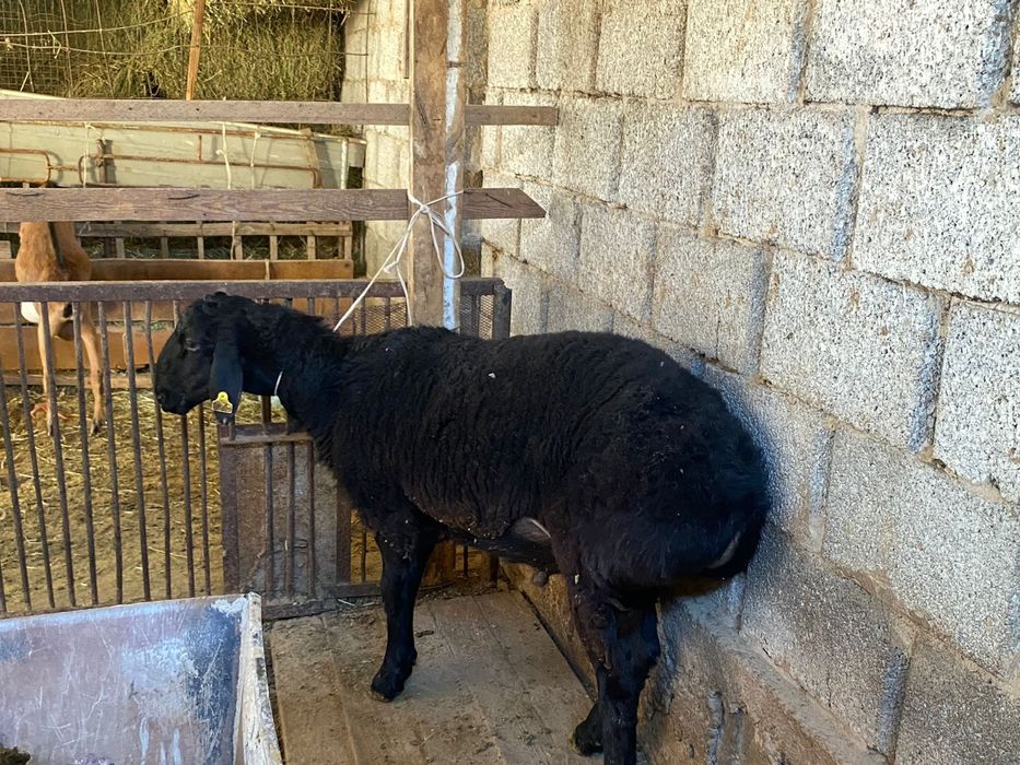 Қошқар бордақы семіз бидайда тұрған