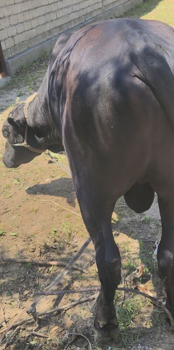Buqa sotiladi toza qonli angus