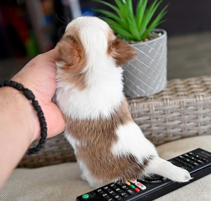 Мъжко дългокосместо мини чихуахуа