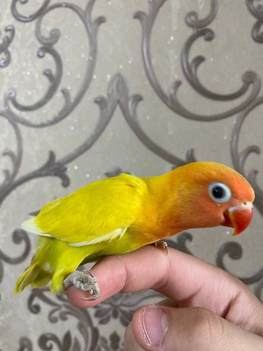 Ruchnoy popugay sotiladi