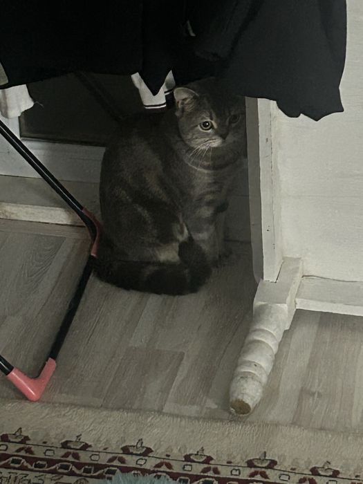 Кот 1 годик пародистый , уже всё куплино