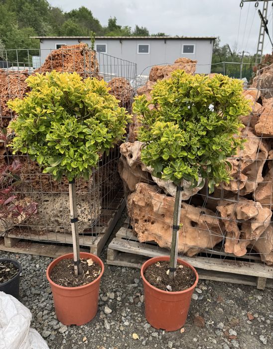 Plante ornamentale - Targu Jiu - rezistente la temperaturi scazute