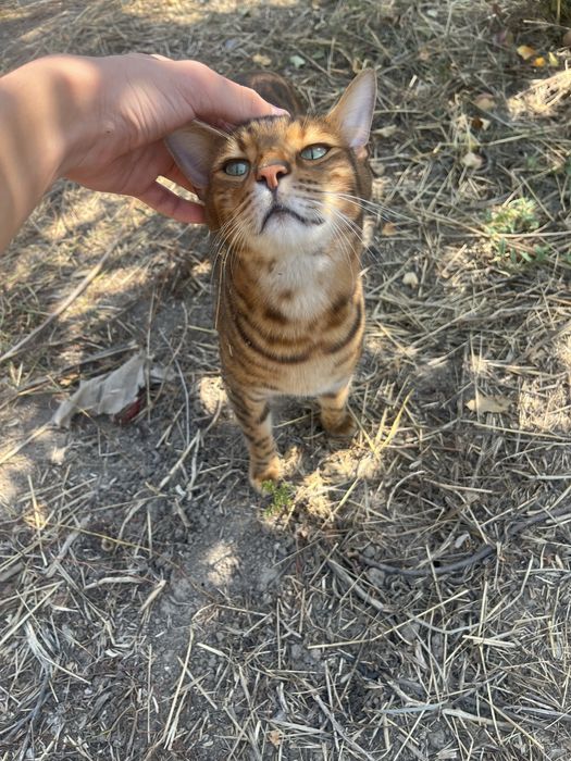 Бенгальска кошка