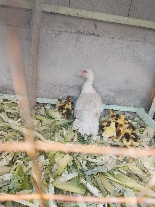 Продам индоуток срочна