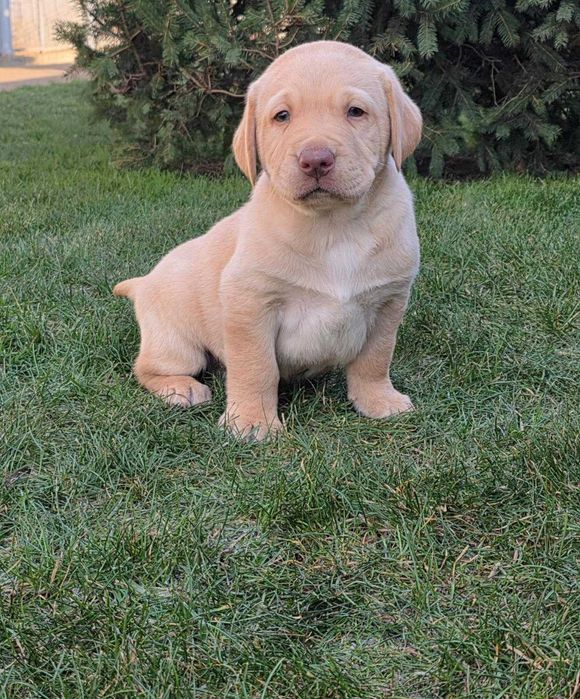 Labrador Retriever