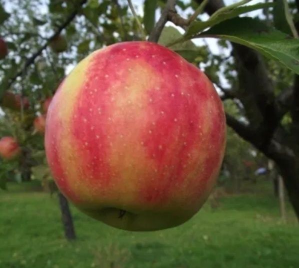 Mar (Soiul Karneval )