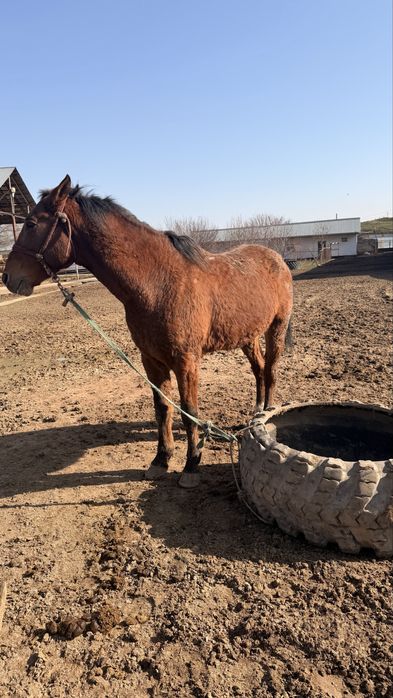 Лошадь 8 лет верховая