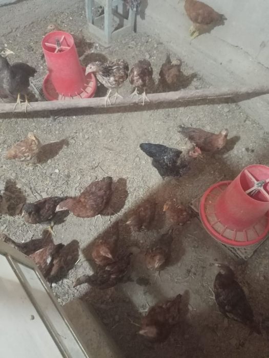 Домашние куры несушки!