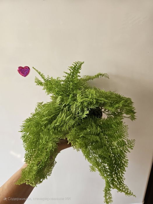 Комнатные цветы.