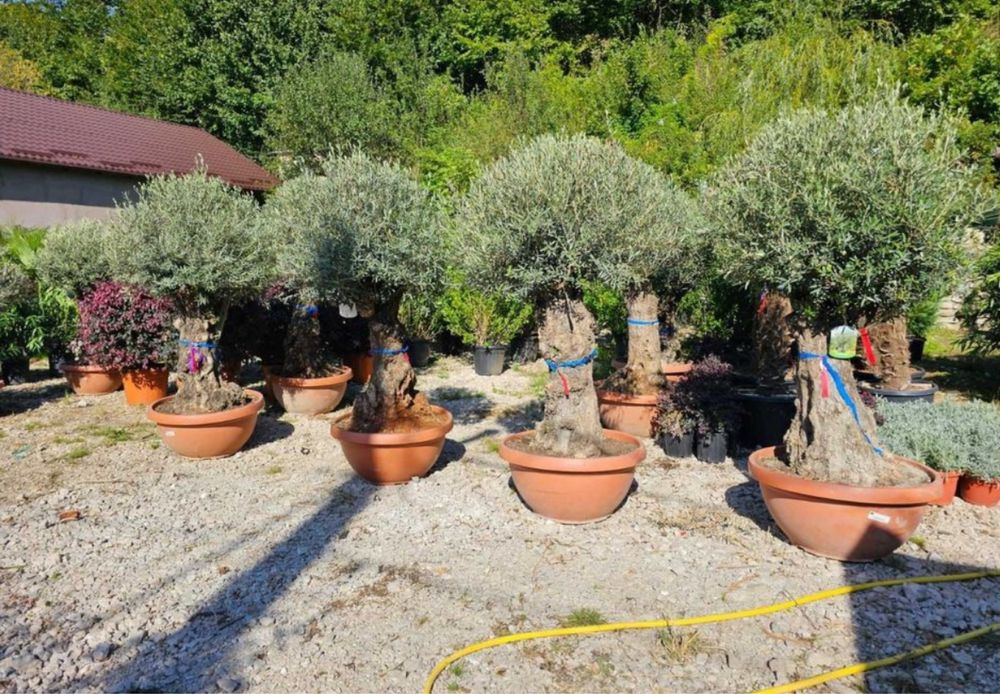 Maslin oleea seculari calitate garanatat