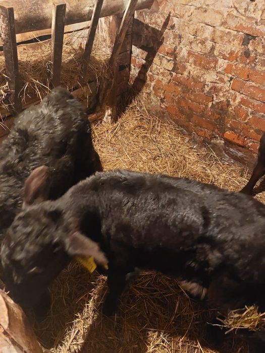 Продаются телята