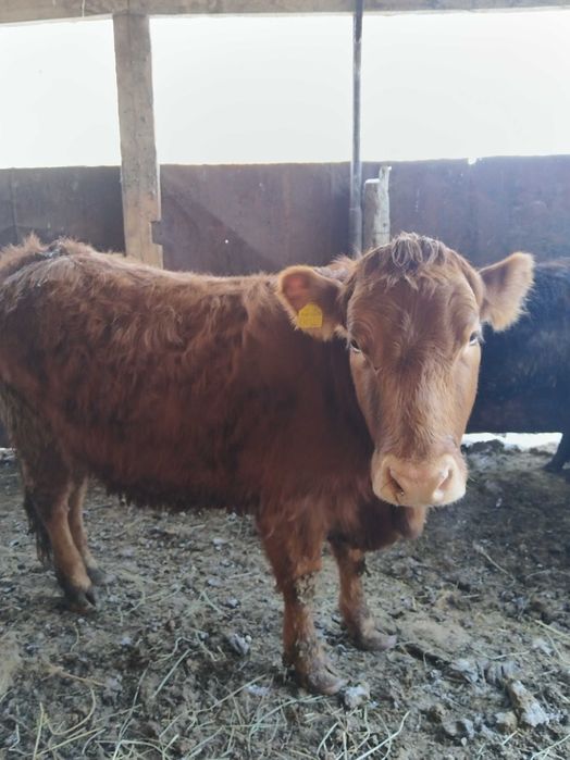 Продаются телочки.