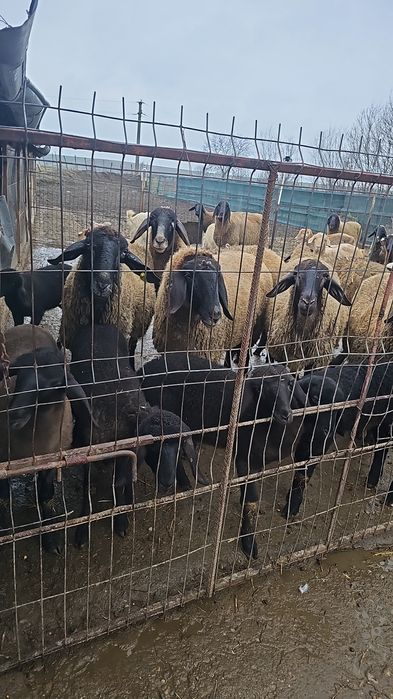 De vânzare oi – Carabașă de Teleorman