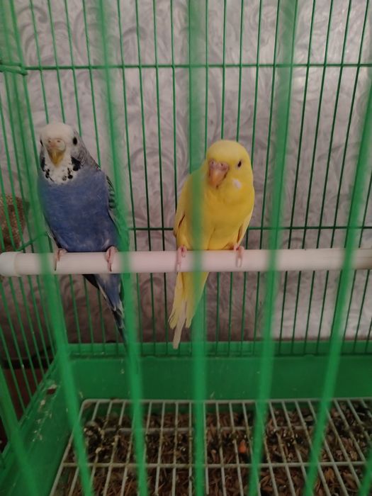 Продам попугаев 2