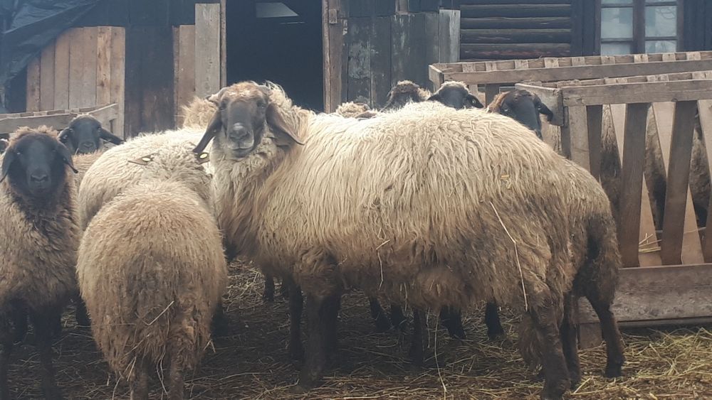 Vand sau Schimb berbec în vîrstă de 2 ani cu altul de aceeași rasă dar