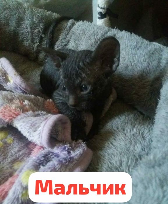 Канадские котята 1 месяц.