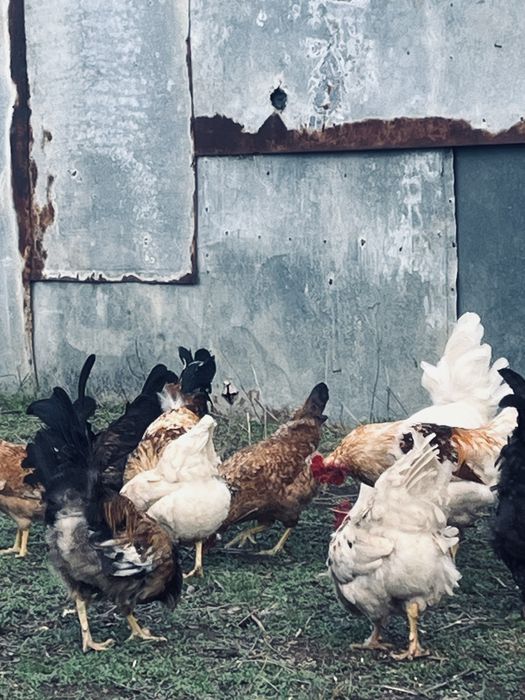 Продам петухы молодняки