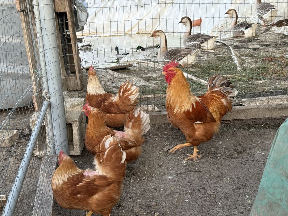 Vând ouă de găină New Hampsire