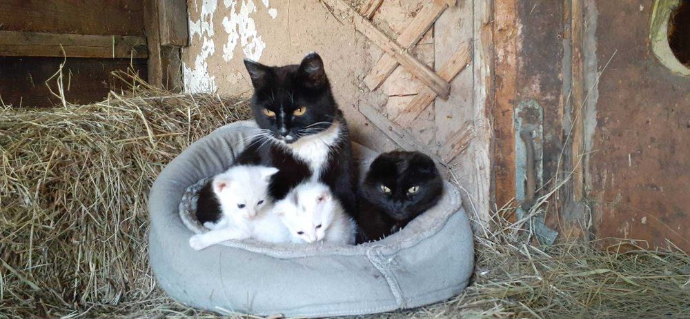 Дарю, успей забрать котика!