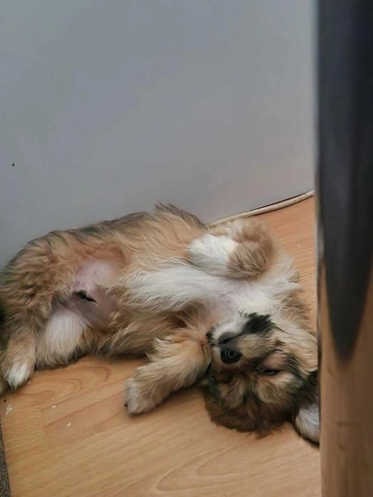 Dau spre adoptie 2 pui de caine,7 luni,