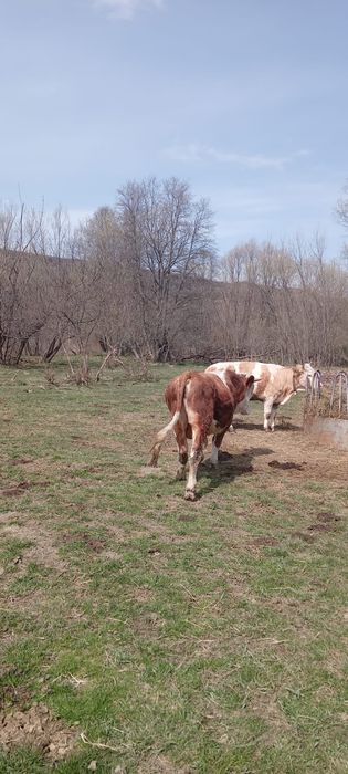 Vand taur de 1 an jumate