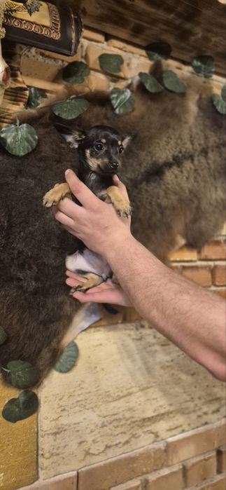 Пинчер 3 месеца момиче и момче