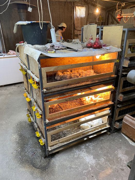 Клетки для курей