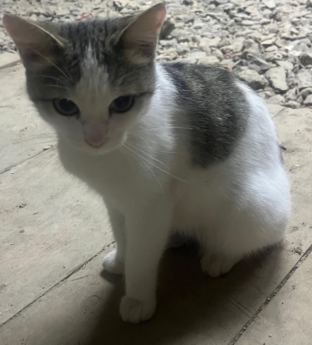 Котенок Мия  ищет дом и ласковые руки