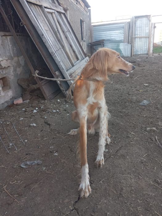 Тазы сатылады, собака