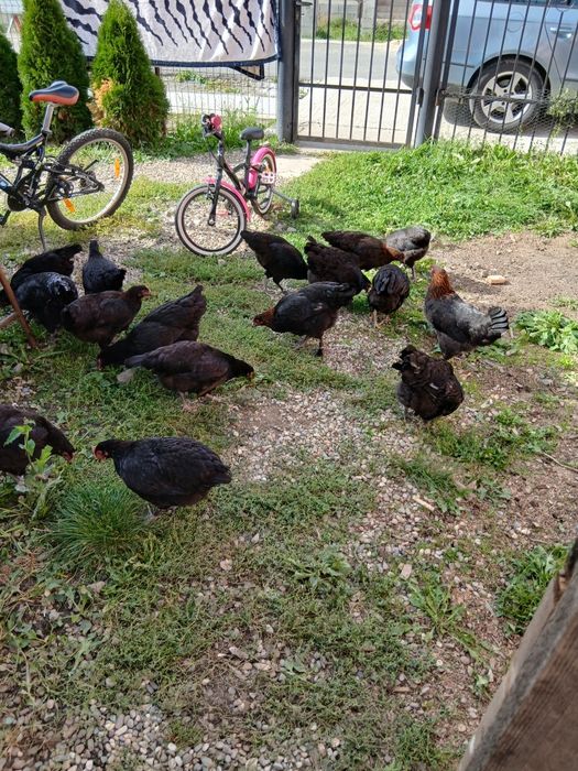Fam. Marans 2026