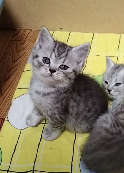 Шотландские Скоттиш страйт.