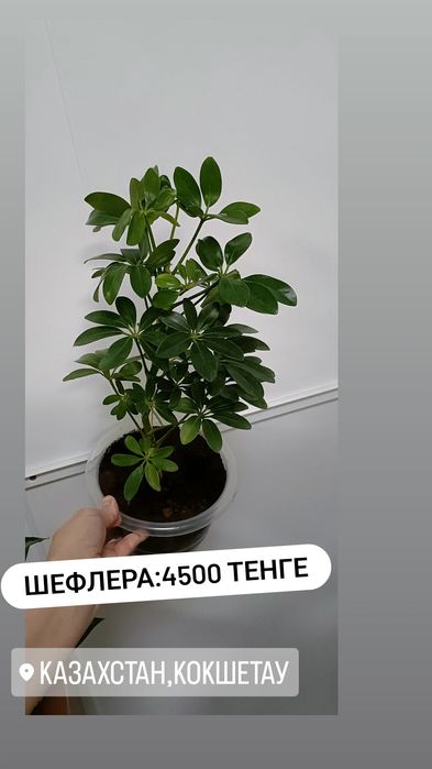 Шефлера:4500 тенге