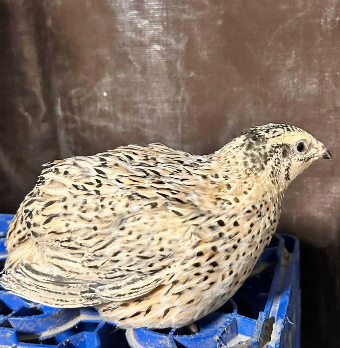 Preluam precomenzi și comenzi pui de prepeliță, oua de incubat