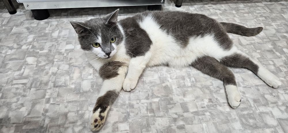 кот Мявкус, кастрирован