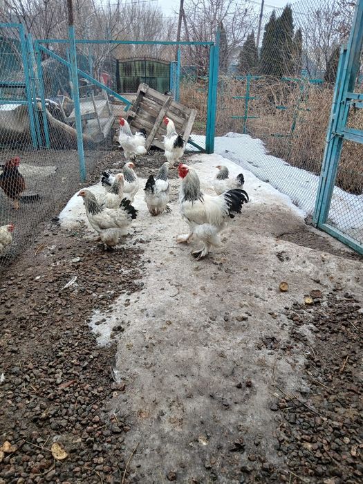 Петухи Брама светлая