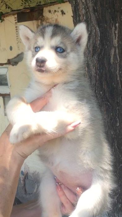 серебристая голубоглазая волчица