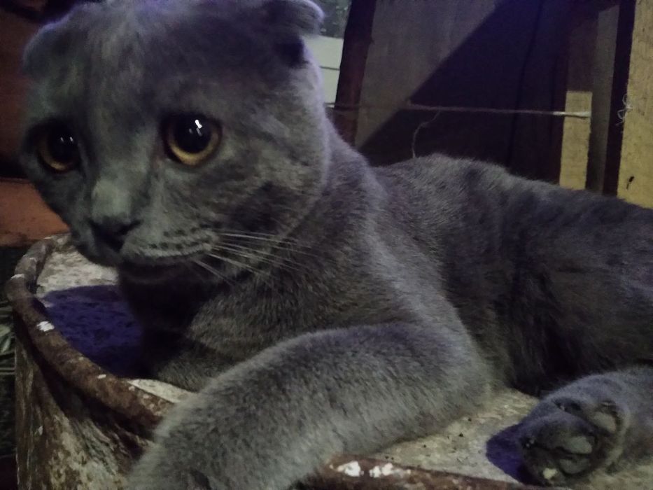 Scottish Fold mushugi