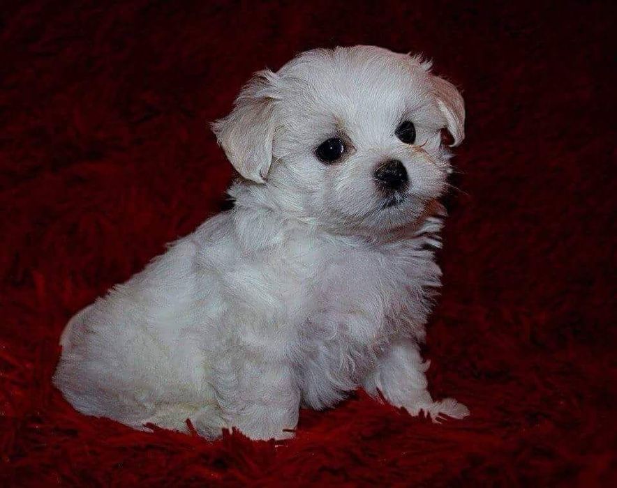 Bichon maltez mini toy baietel