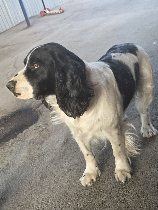 Спаниели от рабочих собак