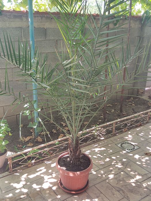 Салонна палма и Финикова палма