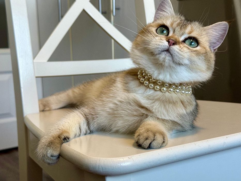Fetita superba british shorthair golden chinchilla! Pedigree  WCF