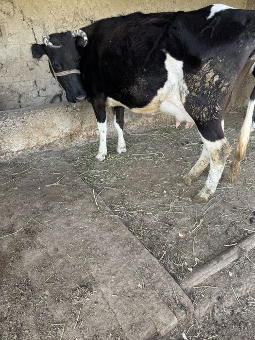 Сүтті Сиыр Сатылады