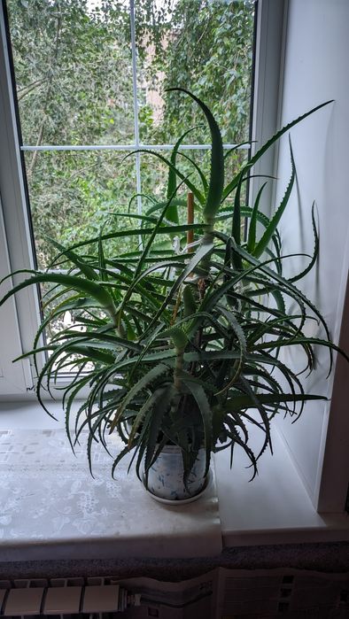 Продам Алоэ лечебный