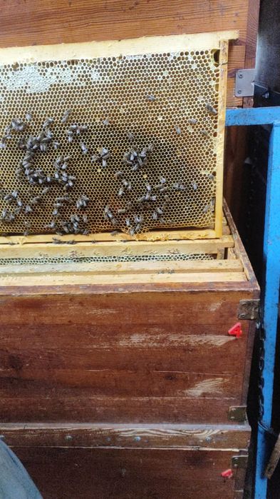 Мёд оптом продам