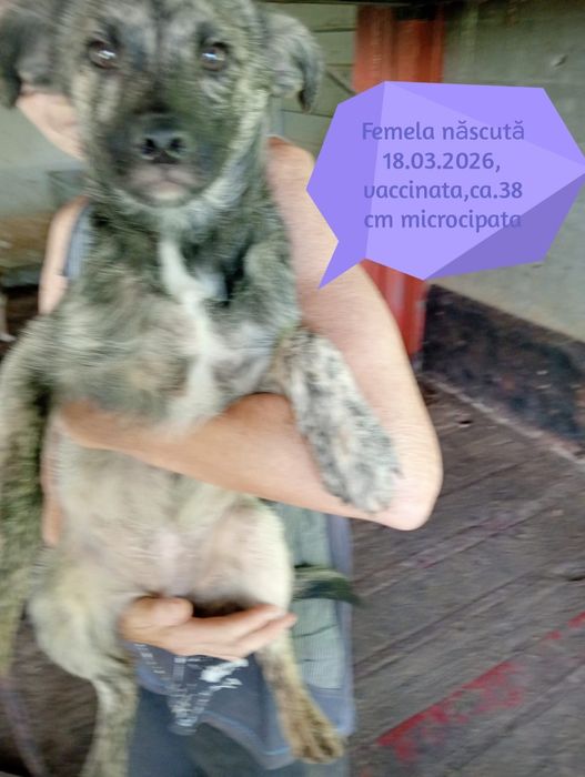 Câini pentru adoptie