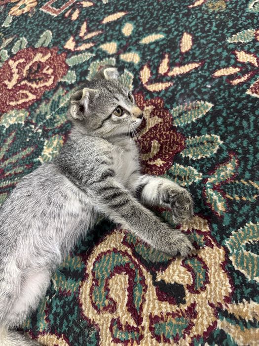 Отдам котёнка в хорошие руки, двухмесячный